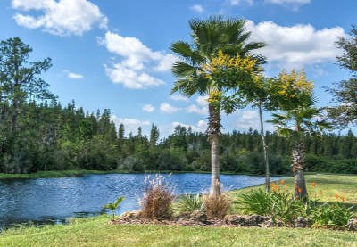 Florida Pond