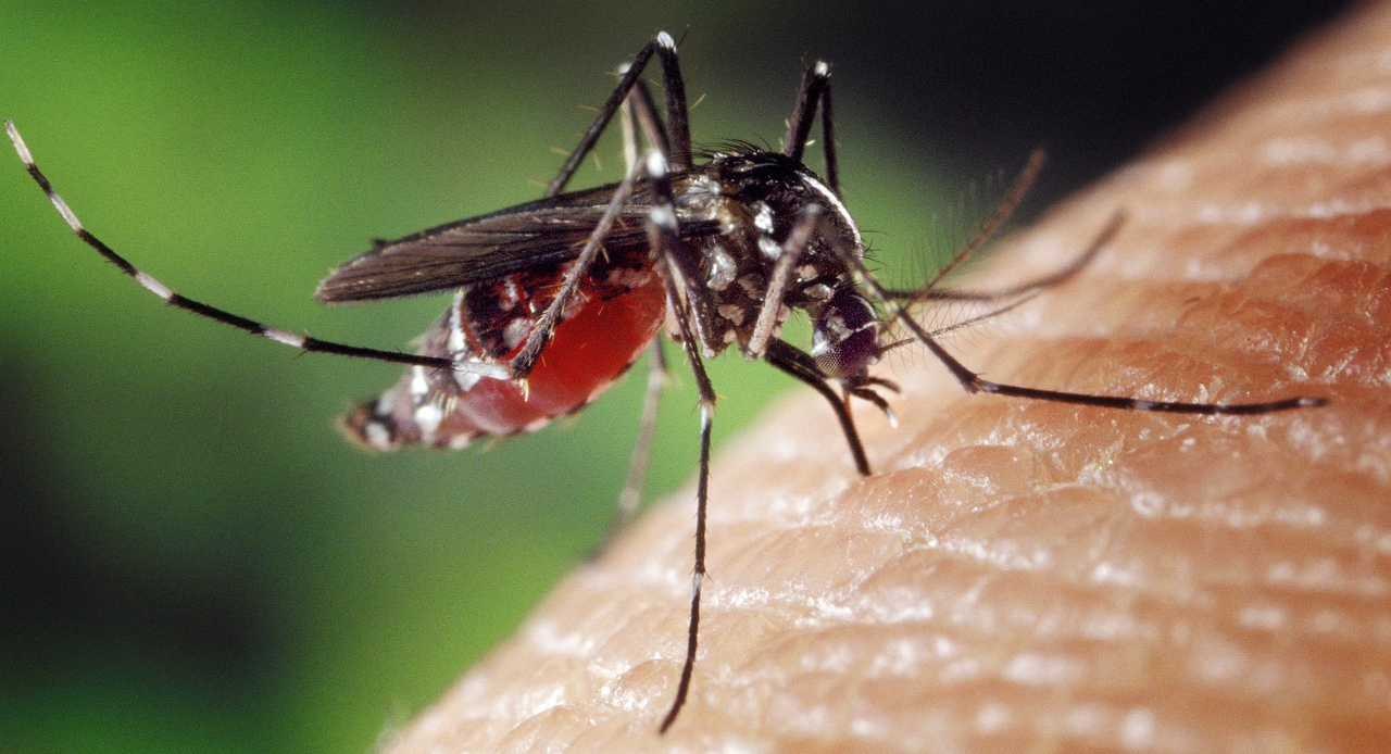 Mosquito bitting human